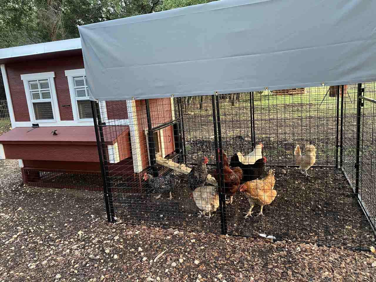 OverEZ 676CKRN3 Walk-In Chicken Run
