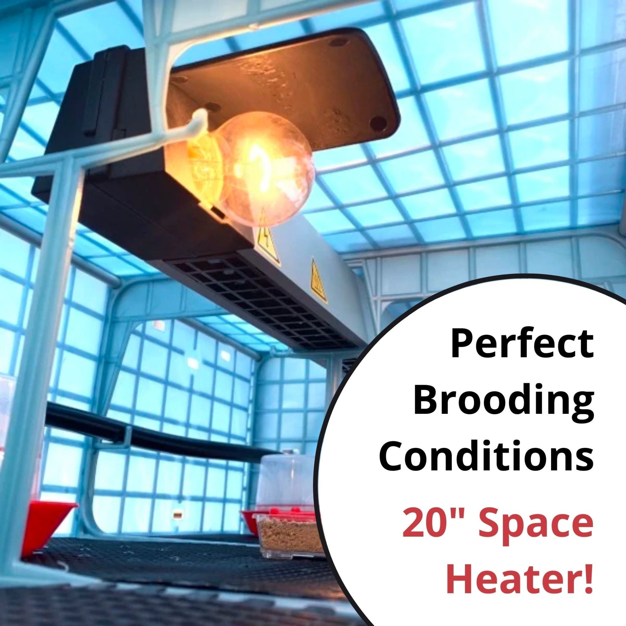 Hatching Time Quail Professional Kit