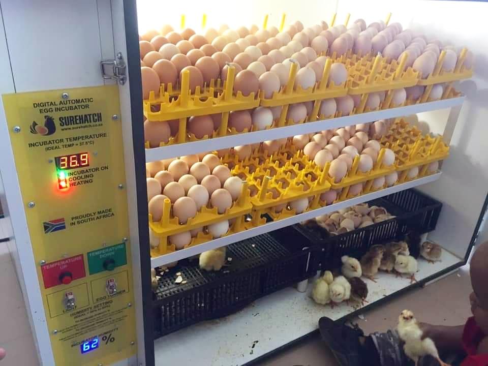 Surehatch SH680 Automatic Digital Egg Incubator and Hatcher