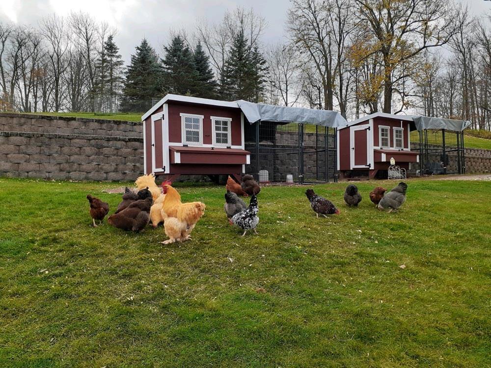 OverEZ 46OEZCKCP Large Chicken Coop