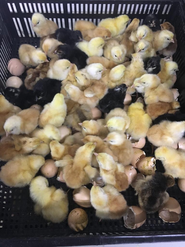 Surehatch SH2000H Egg Hatcher 2000